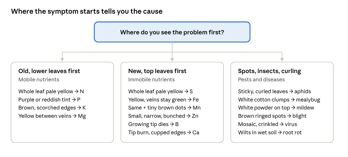 Leihaao symptom finder showing three starting points